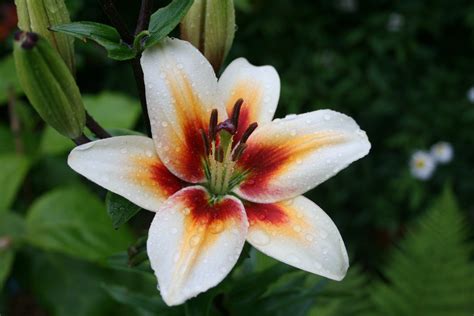 Lilium